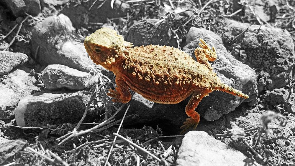 Horned Toad B-W a art print by William Tenoever for $57.95 CAD