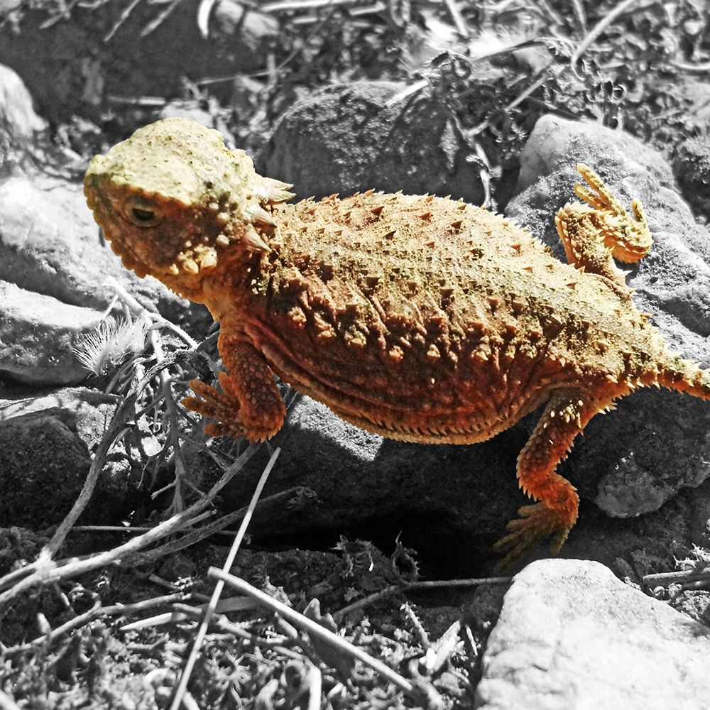 Horned Toad B-W c art print by William Tenoever for $57.95 CAD