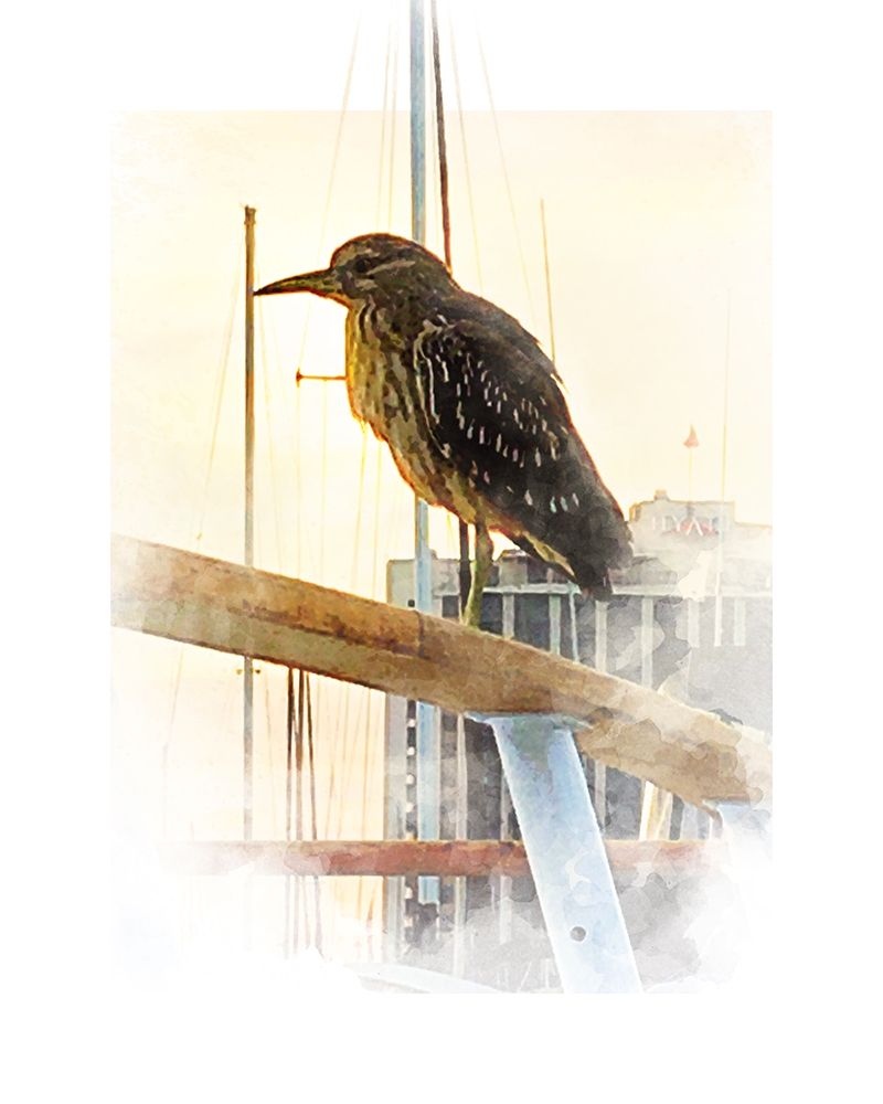 Yellow Crowned Night Heron art print by William Tenoever for $57.95 CAD