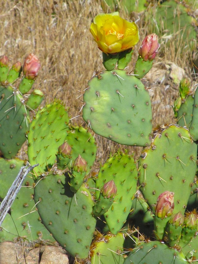 Prickly Pear II art print by William Tenoever for $57.95 CAD