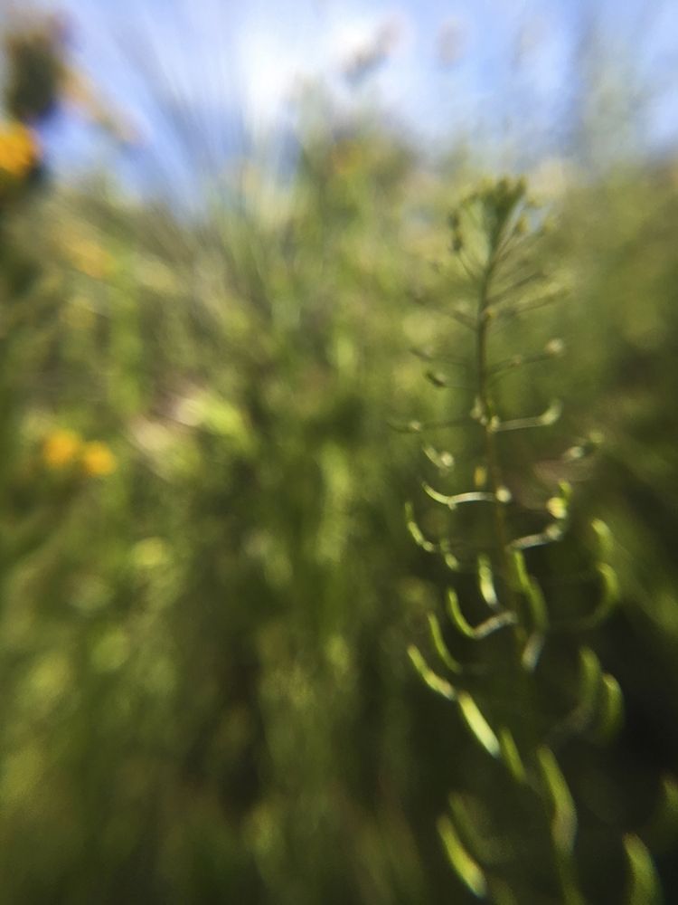 Wildflowers Macro IV art print by William Tenoever for $57.95 CAD