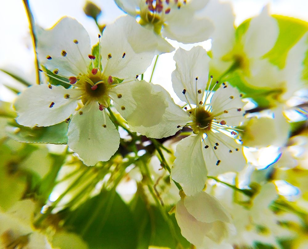 Hawthorn Bloom II art print by William Tenoever for $57.95 CAD