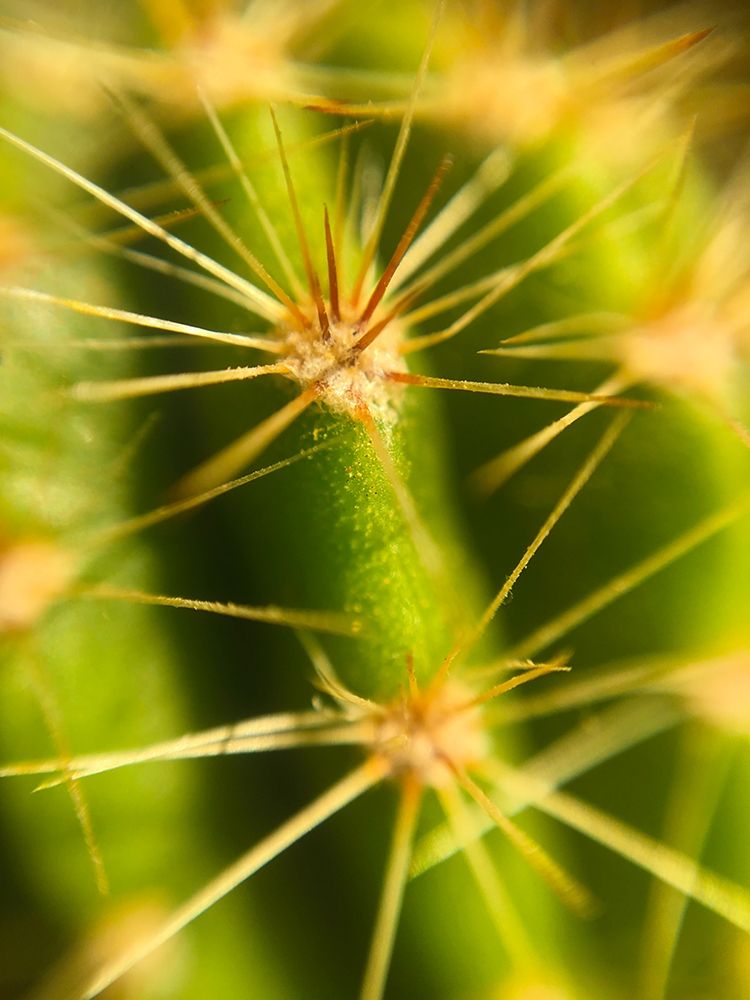 Cactus art print by William Tenoever for $57.95 CAD
