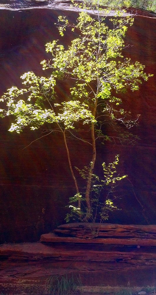 Oak Creek Canyon I art print by William Tenoever for $57.95 CAD