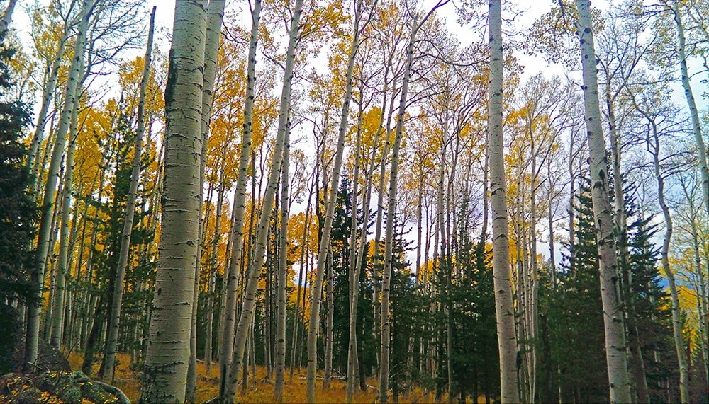 Aspens in Fall I art print by William Tenoever for $57.95 CAD