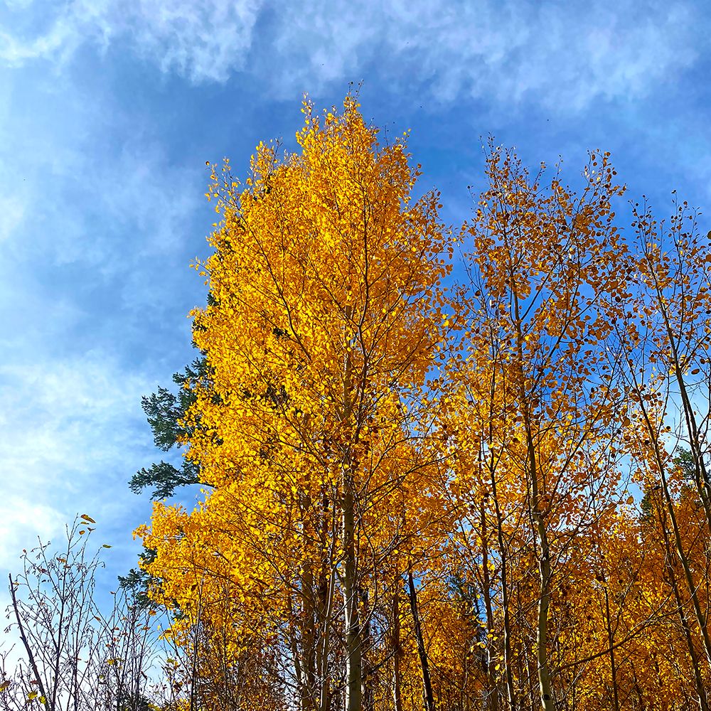 AspensInTheFall21 art print by William Tenoever for $57.95 CAD