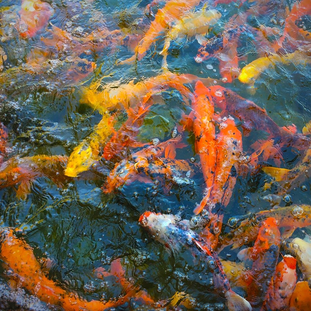 Koi Pond III art print by William Tenoever for $57.95 CAD