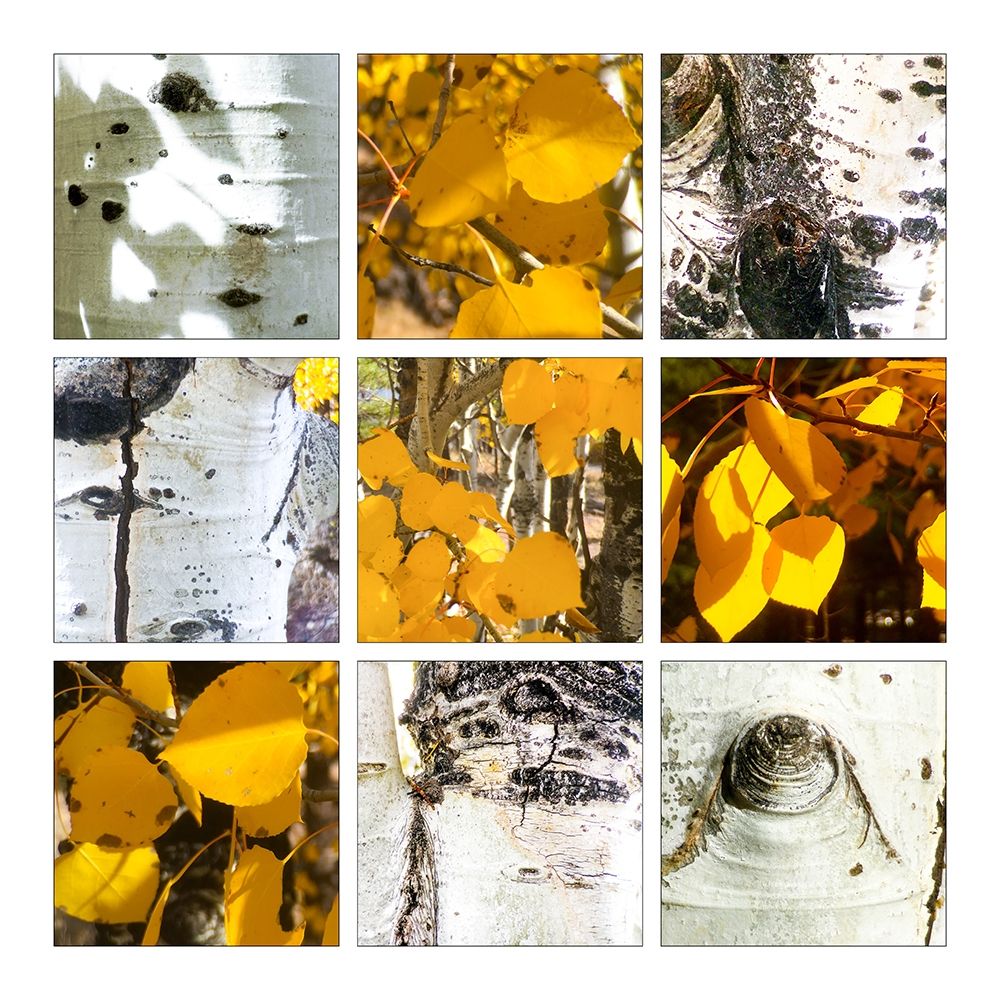 Fall Colors Collage 5 art print by William Tenoever for $57.95 CAD