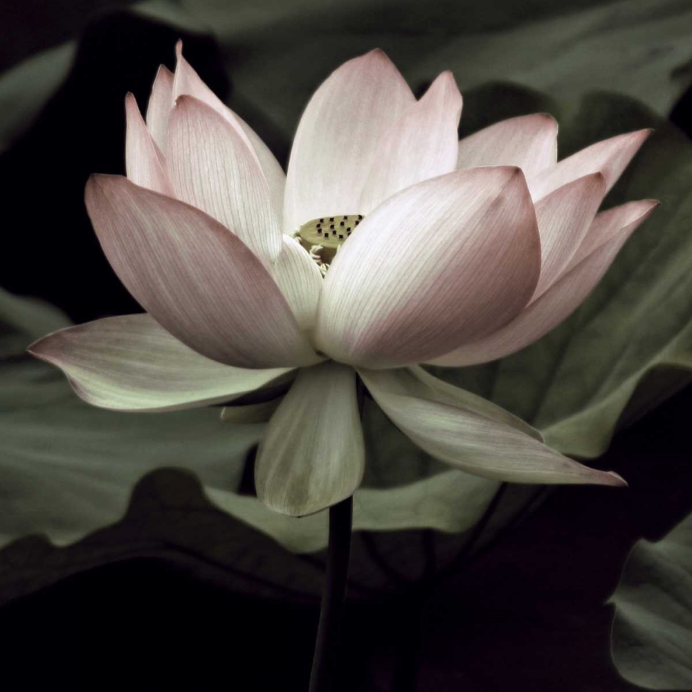 The Lotus I art print by Andy Neuwirth for $57.95 CAD
