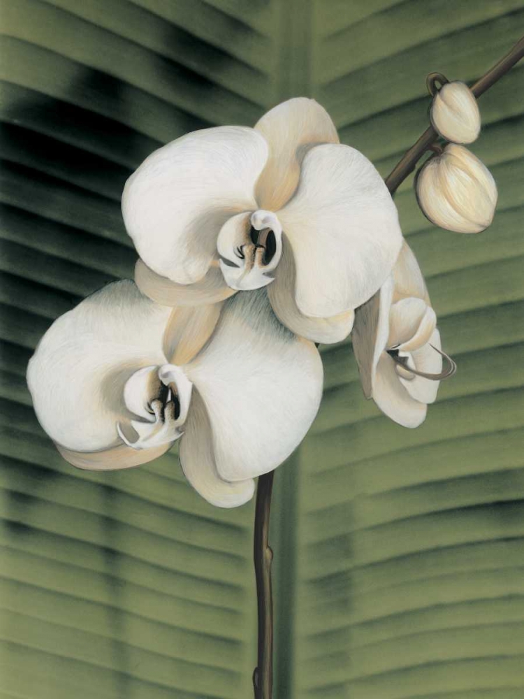 Orchid with Palm II art print by Andrea Trivelli for $57.95 CAD