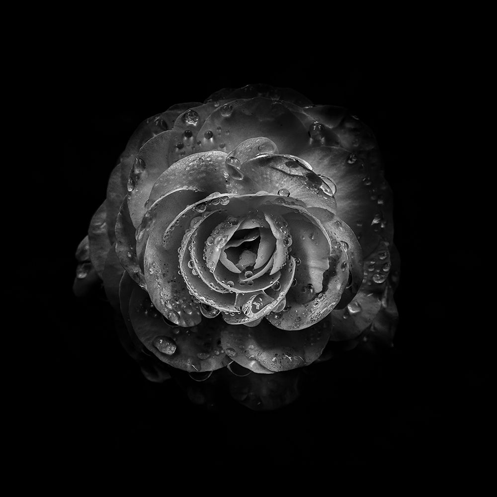 Black And White Begonia I art print by Brian Carson for $57.95 CAD