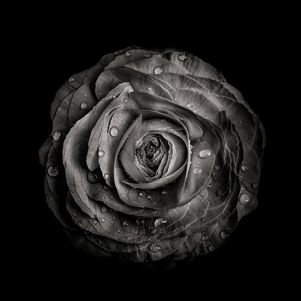 Black And White Begonia IV art print by Brian Carson for $57.95 CAD