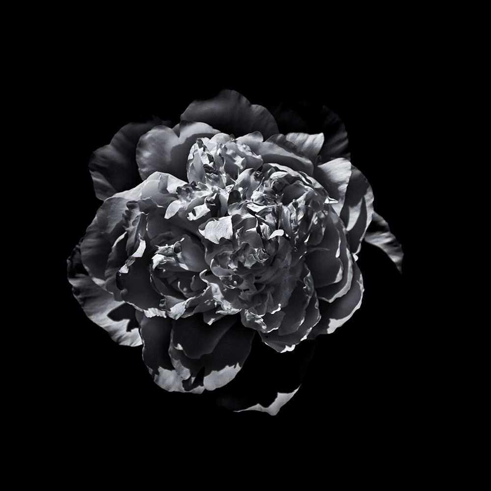 Black And White Camelia III art print by Brian Carson for $57.95 CAD