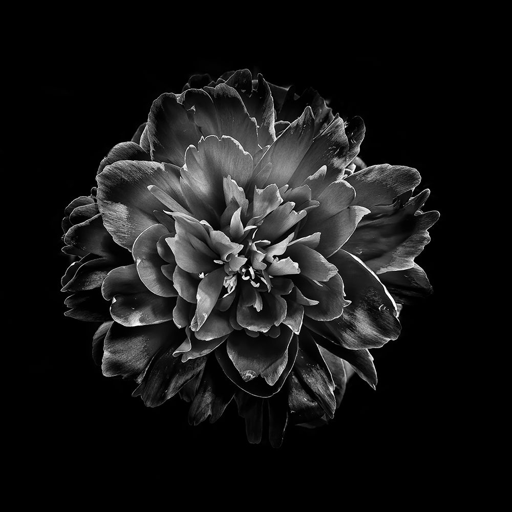 Black And White Camelia IV art print by Brian Carson for $57.95 CAD