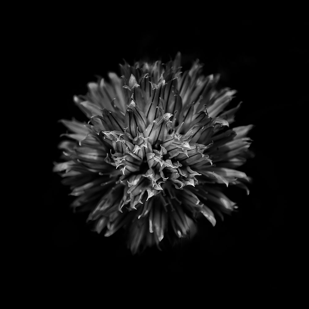 Black And White Clover Flower art print by Brian Carson for $57.95 CAD