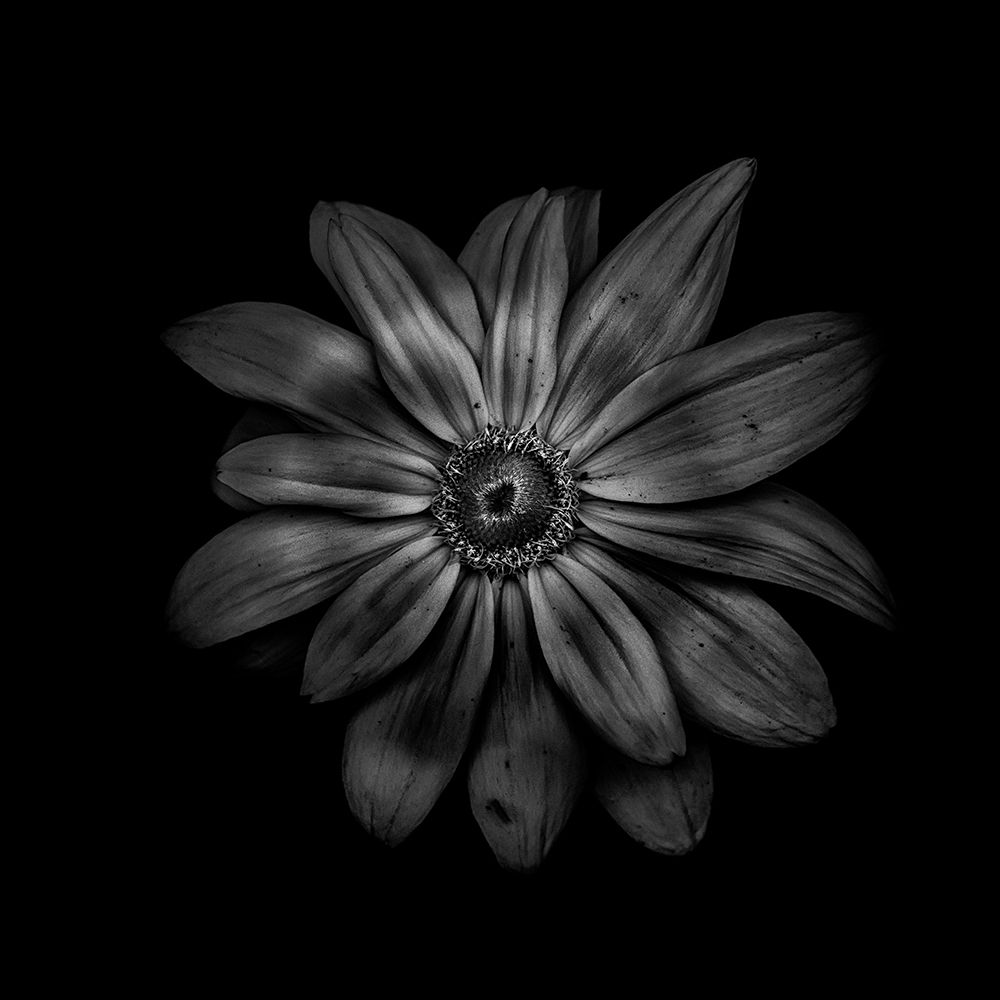 Black And White Daisy V art print by Brian Carson for $57.95 CAD