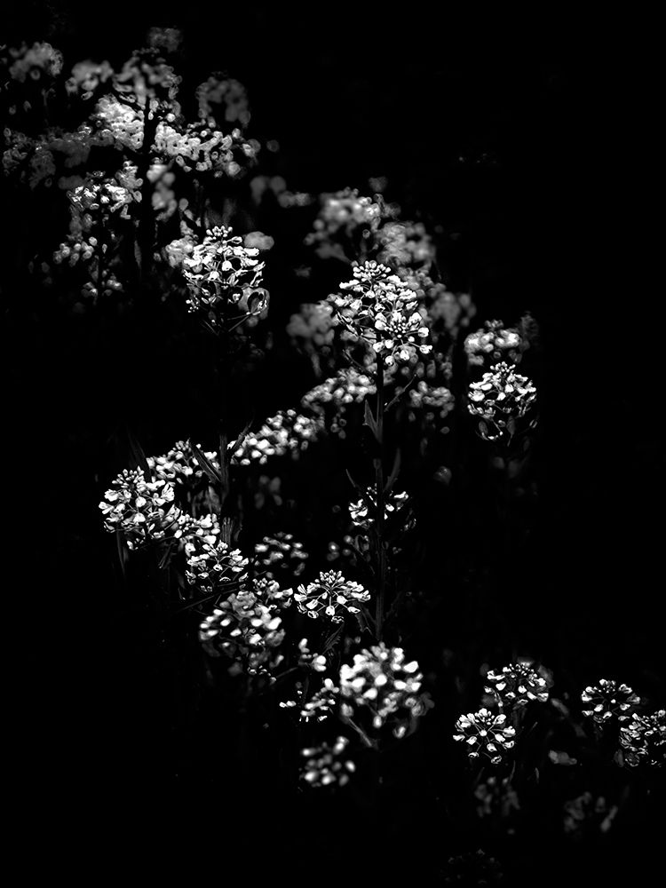 Black And White Floral Bush art print by Brian Carson for $57.95 CAD