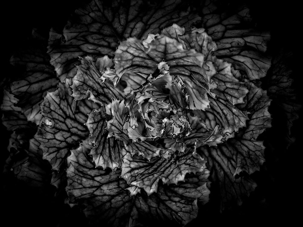 Black And White Flower Cabbage art print by Brian Carson for $57.95 CAD