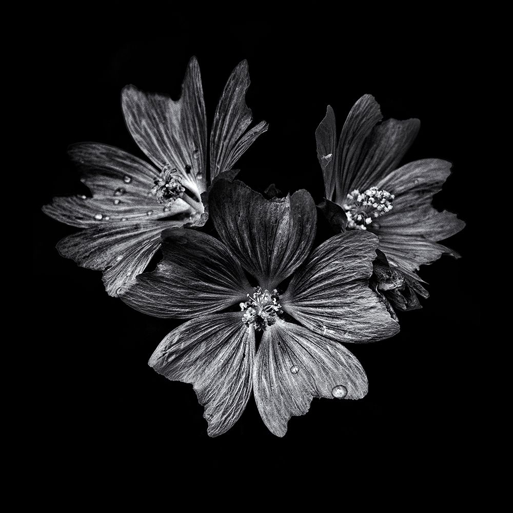 Black And White Flower Trio art print by Brian Carson for $57.95 CAD