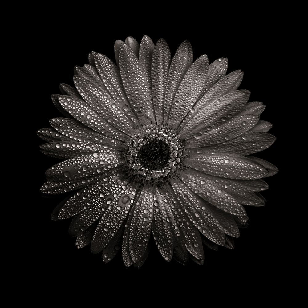 Black And White Gerber Daisy I art print by Brian Carson for $57.95 CAD