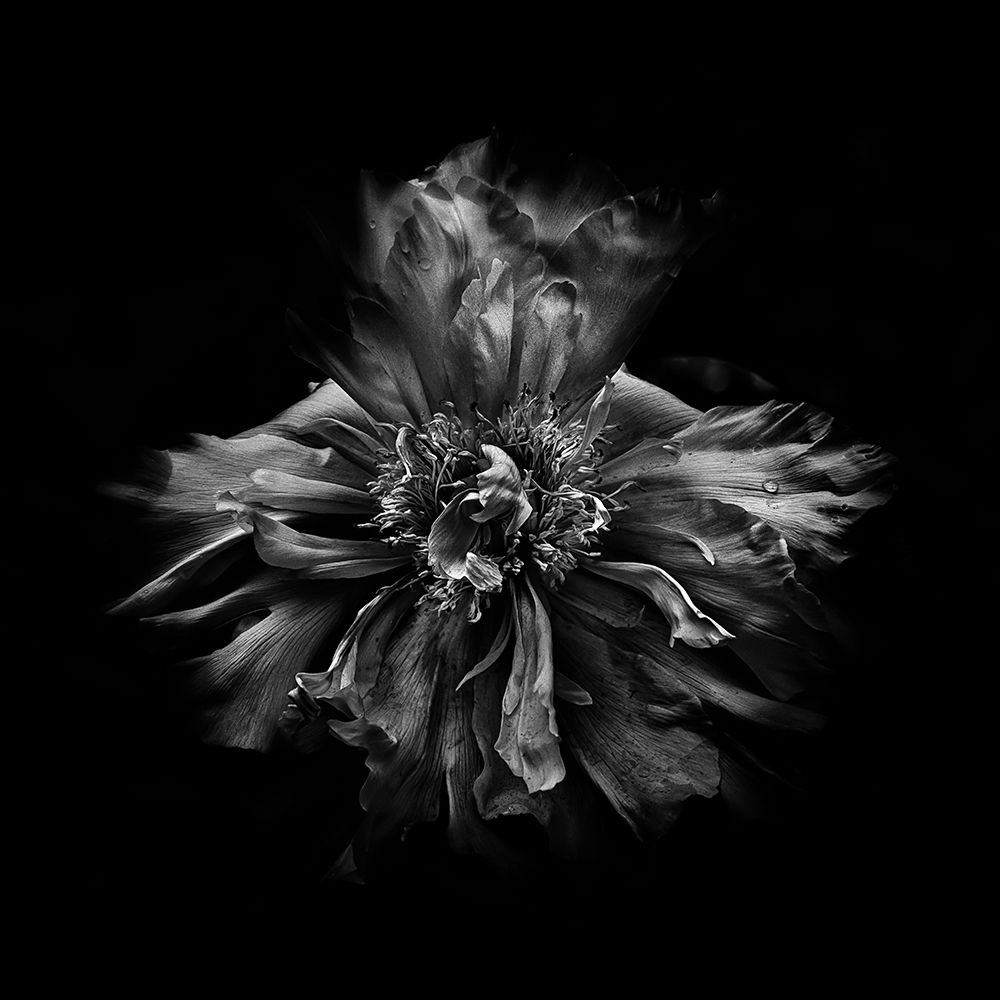 Black And White Peony III art print by Brian Carson for $57.95 CAD
