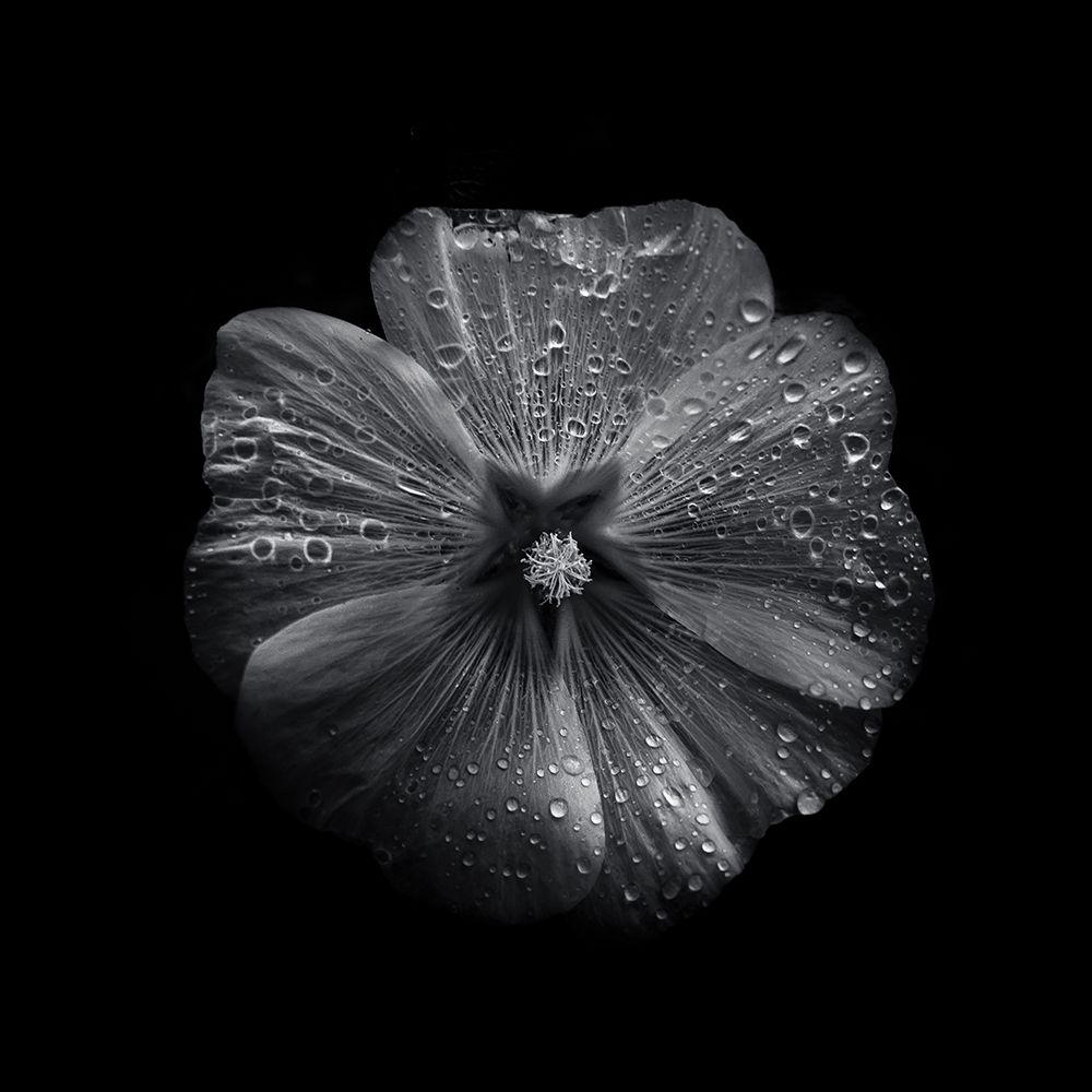 Black And White Petunia II art print by Brian Carson for $57.95 CAD
