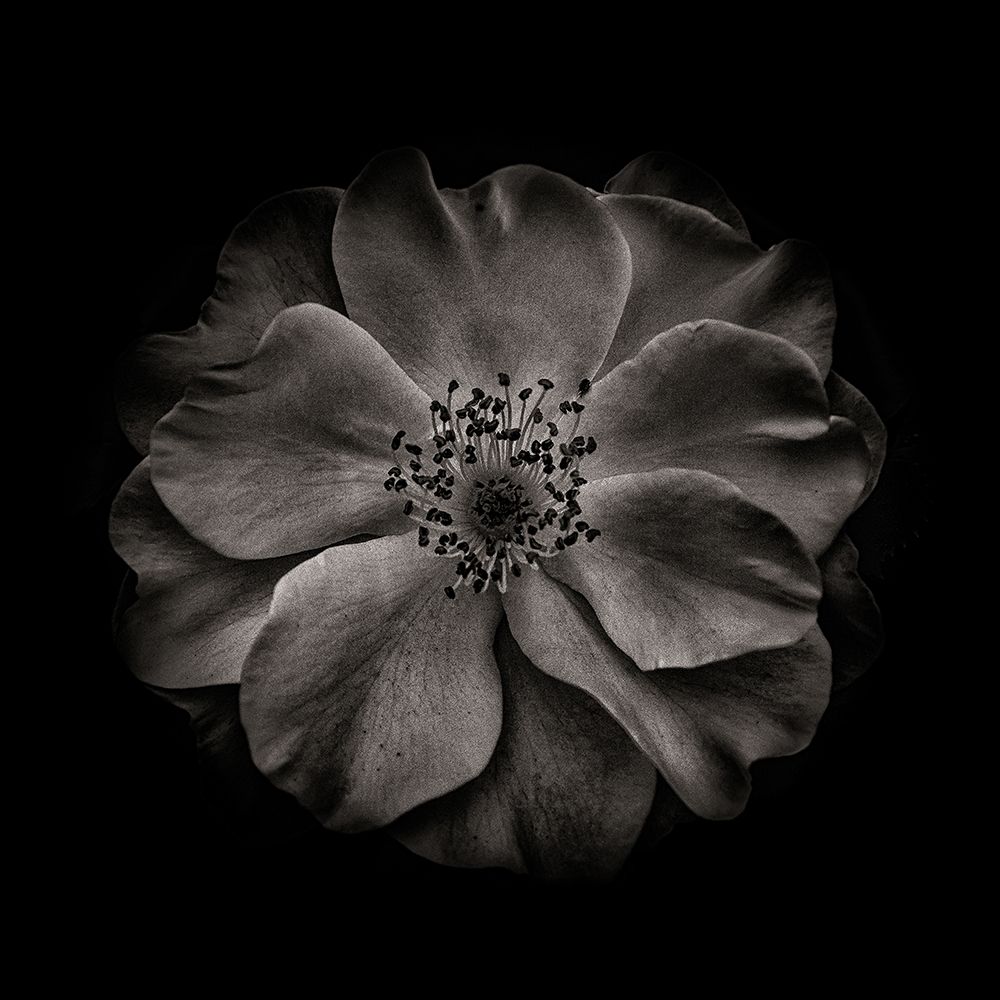 Black And White Primrose art print by Brian Carson for $57.95 CAD
