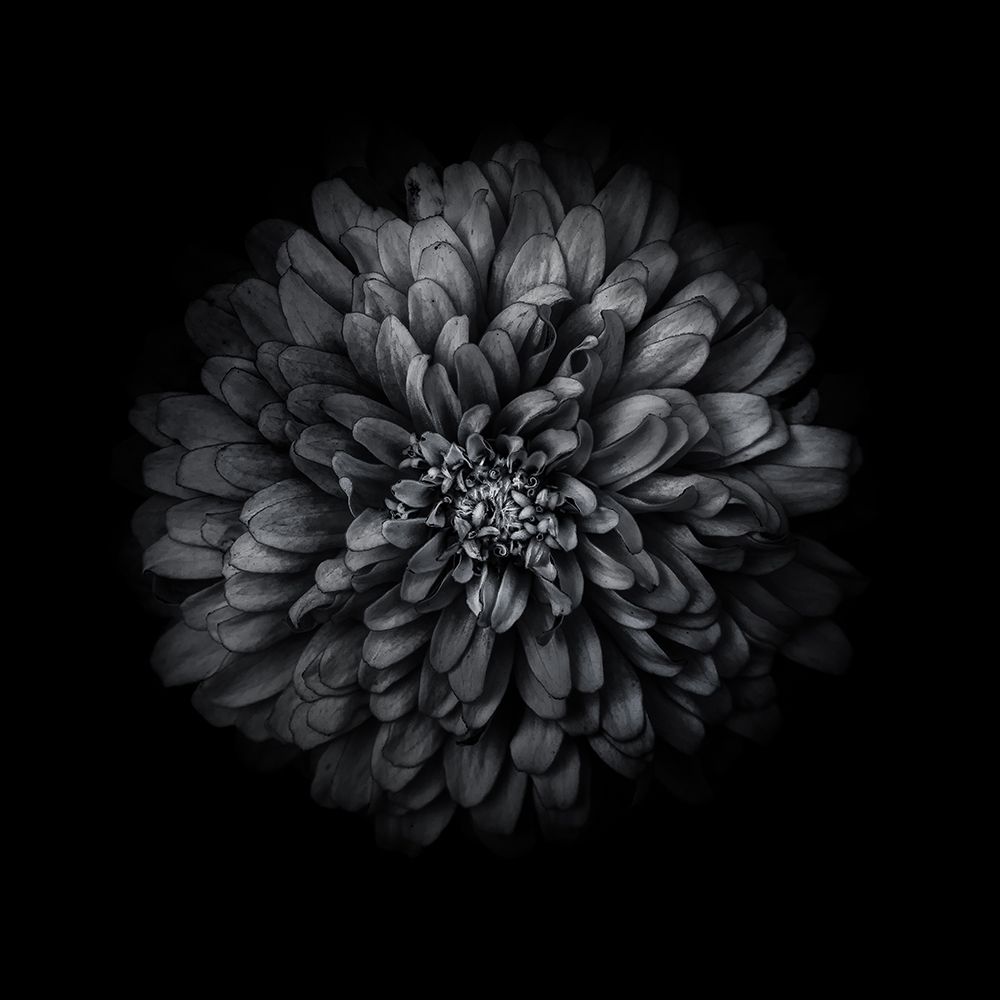 Black And White Zinnia I art print by Brian Carson for $57.95 CAD