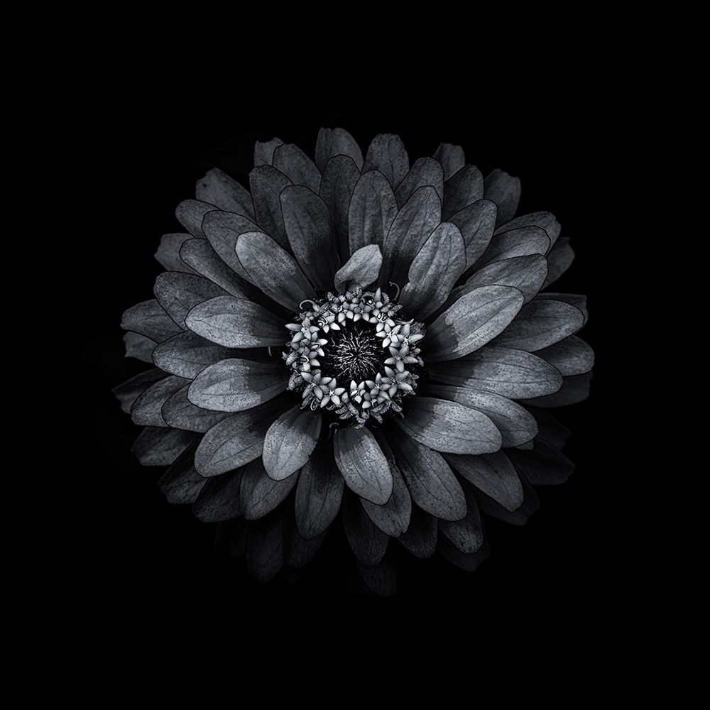 Black And White Zinnia II art print by Brian Carson for $57.95 CAD