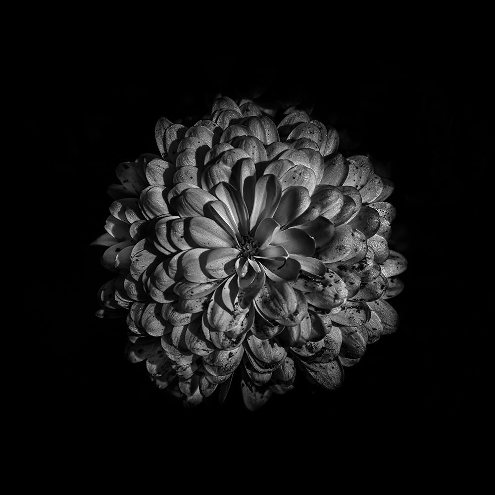 Black And White Zinnia III art print by Brian Carson for $57.95 CAD