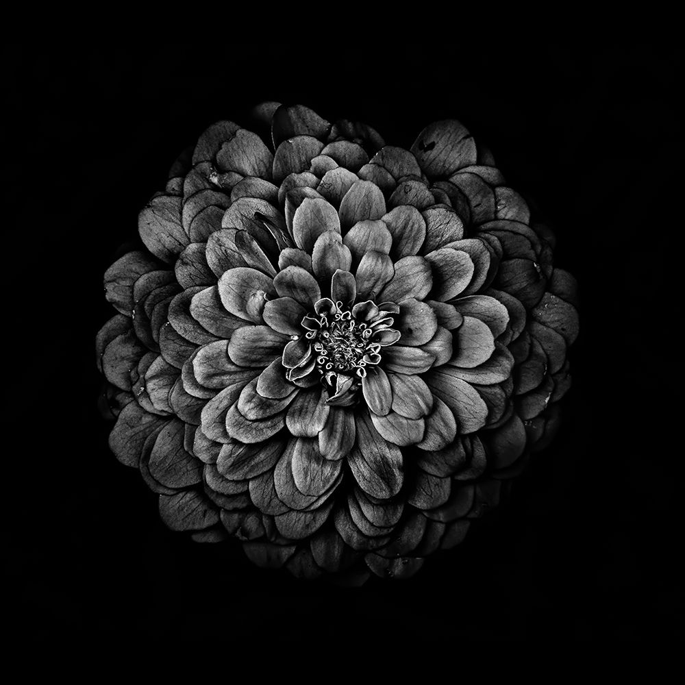 Black And White Zinnia IV art print by Brian Carson for $57.95 CAD