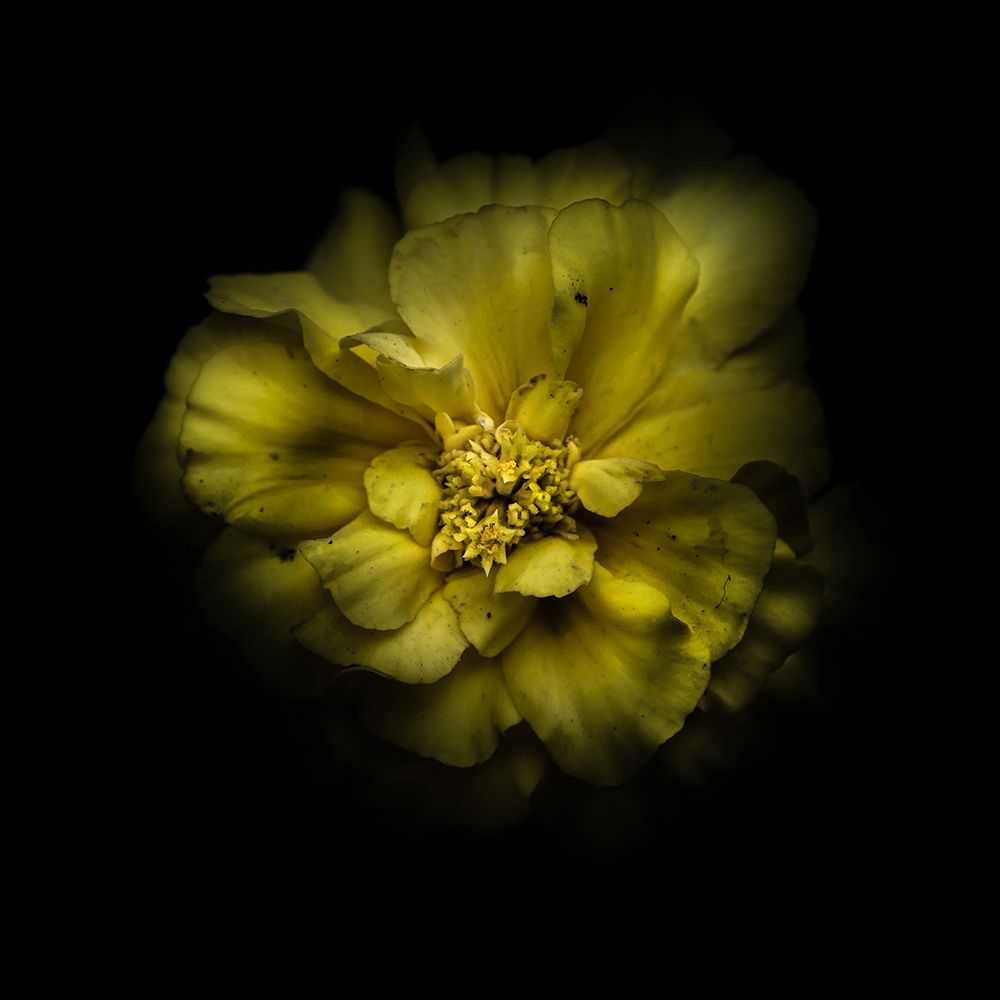 Double Yellow Camelia art print by Brian Carson for $57.95 CAD
