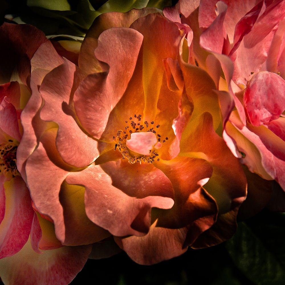 Pink Camelia art print by Brian Carson for $57.95 CAD