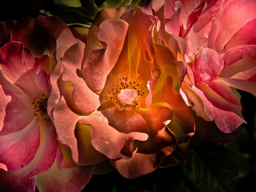 Pink Camelia II art print by Brian Carson for $57.95 CAD