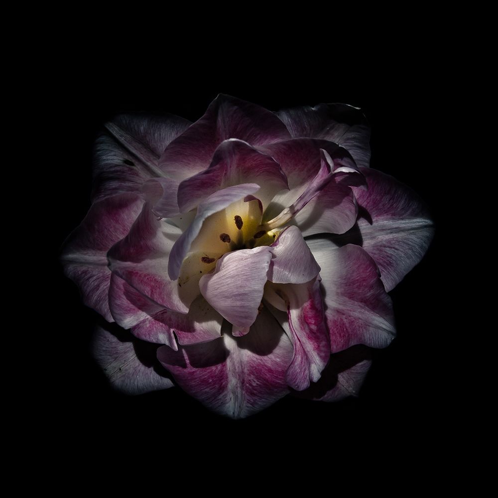 Purple and White Peony art print by Brian Carson for $57.95 CAD