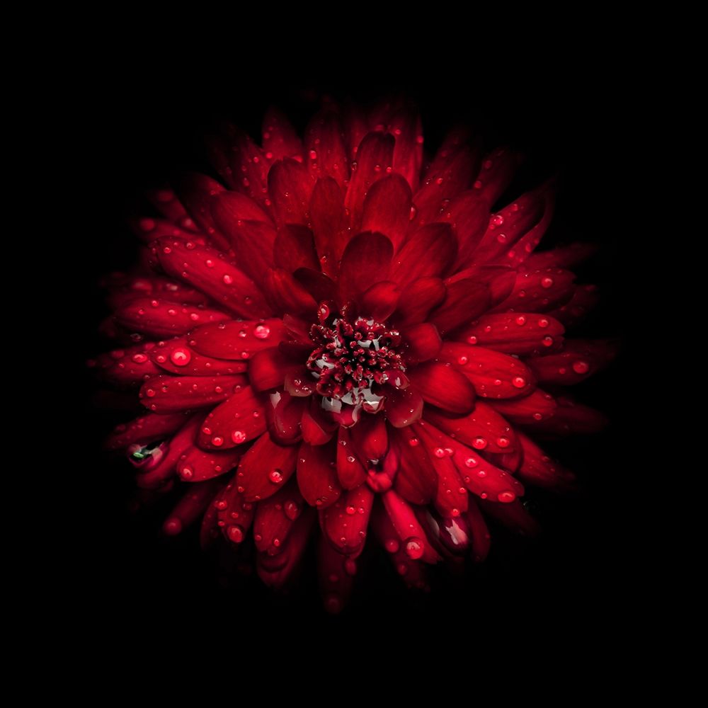 Red Mum art print by Brian Carson for $57.95 CAD