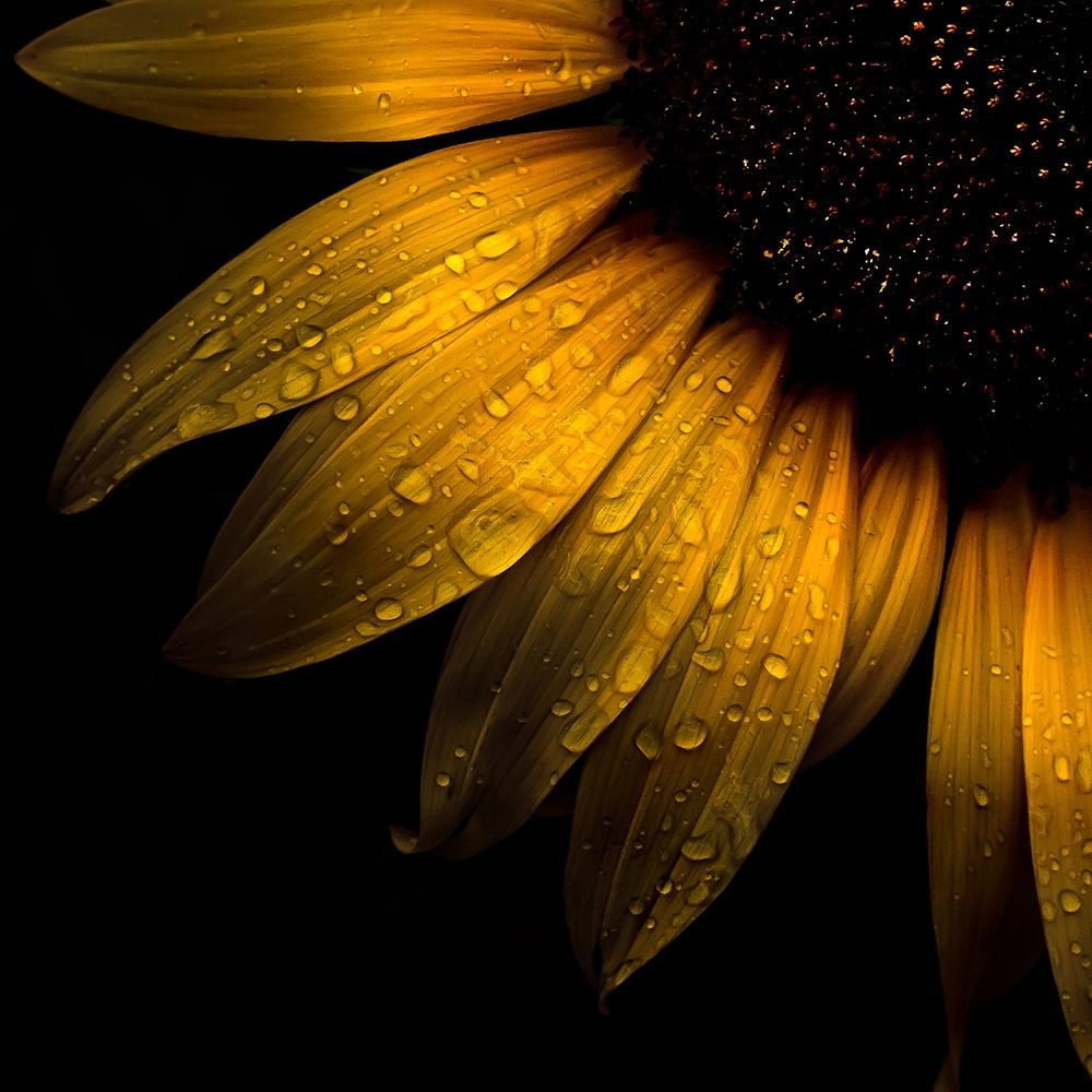 Sunflower Detail art print by Brian Carson for $57.95 CAD