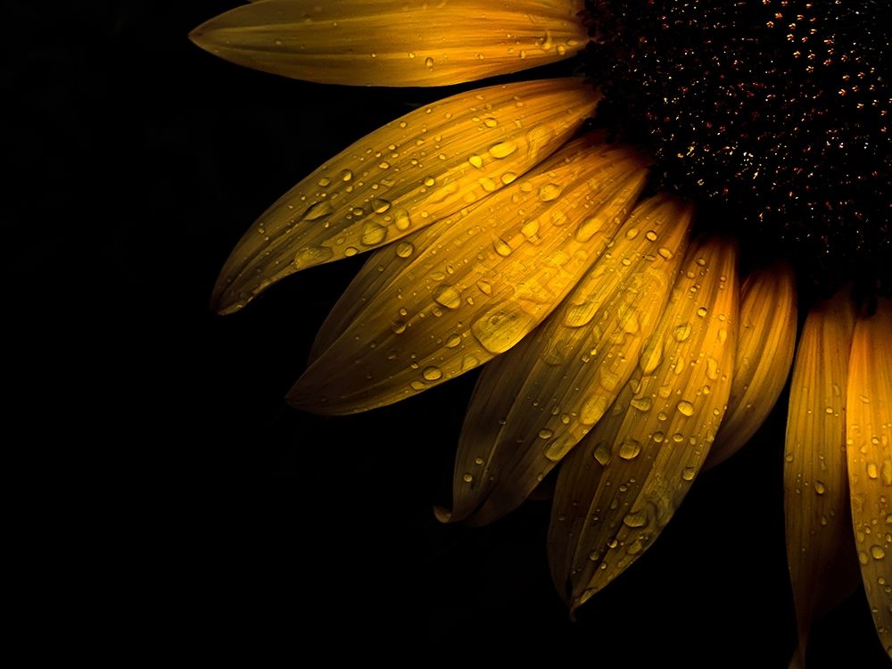 Sunflower Detail II art print by Brian Carson for $57.95 CAD