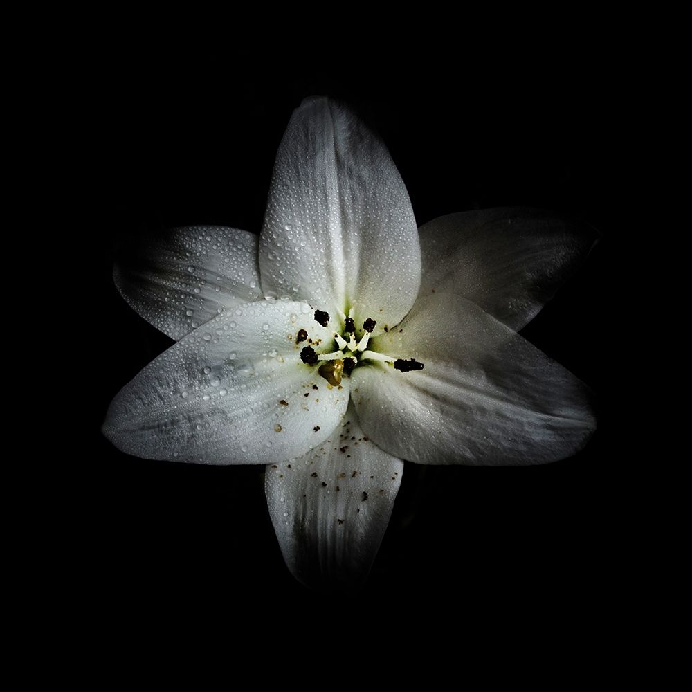 White Lily art print by Brian Carson for $57.95 CAD