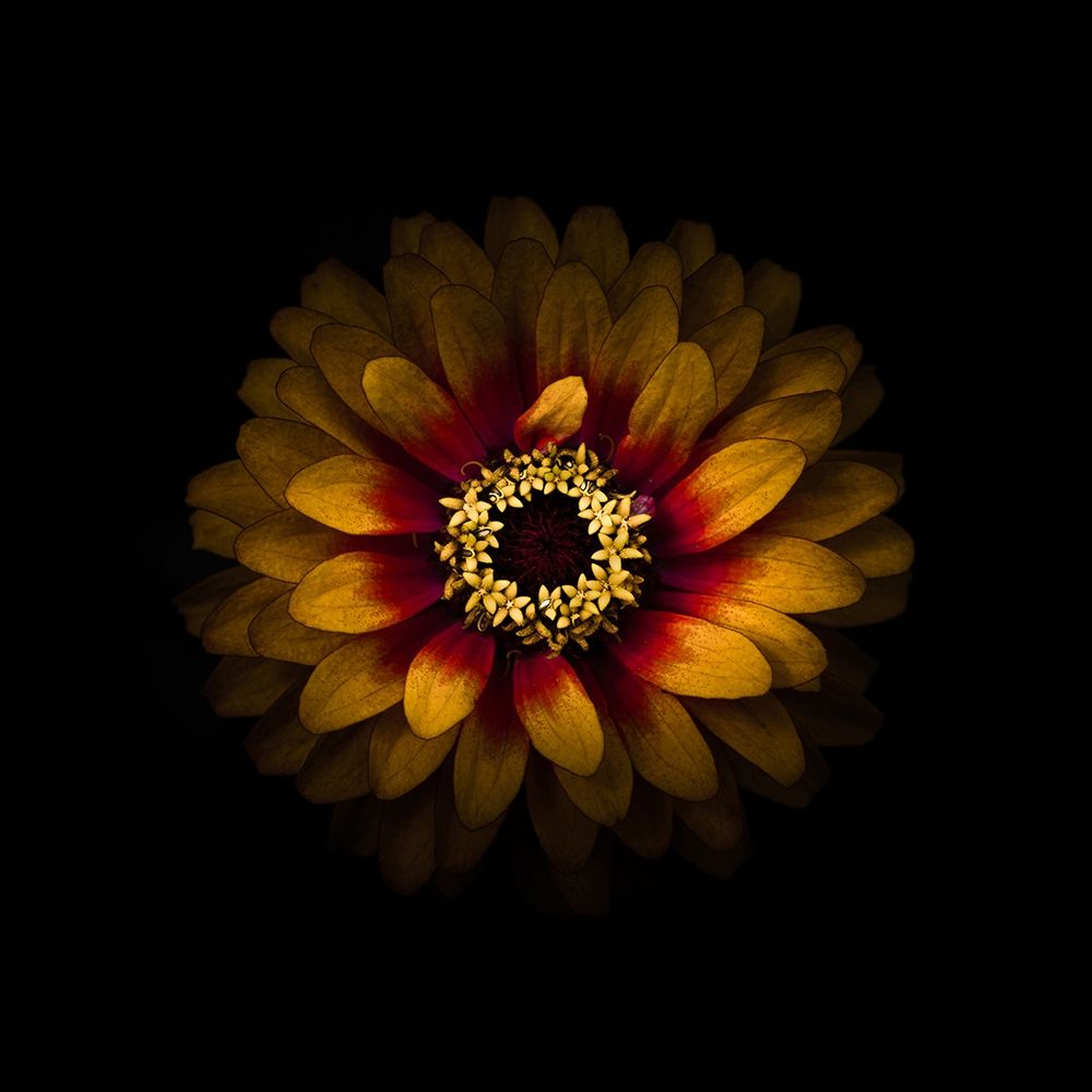 Yellow and Red Zinnia art print by Brian Carson for $57.95 CAD