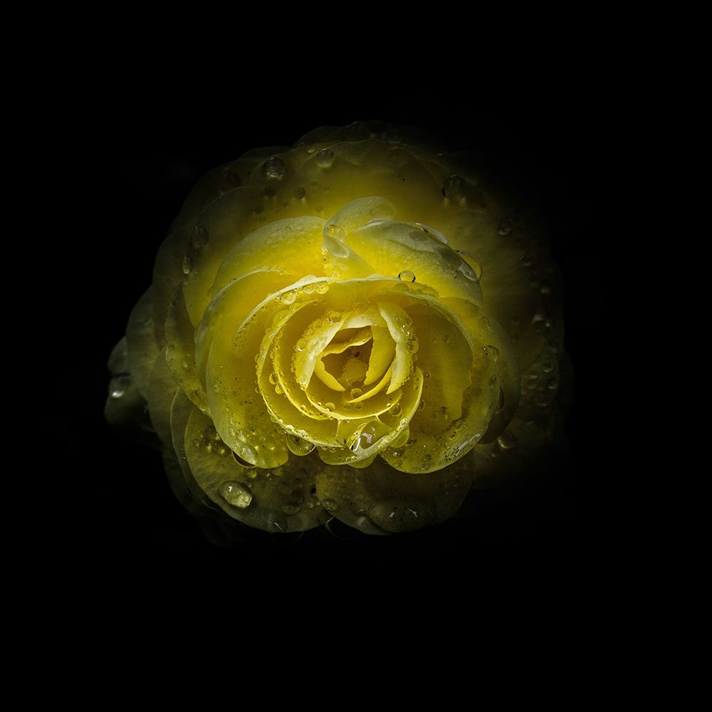 Yellow Begonia art print by Brian Carson for $57.95 CAD