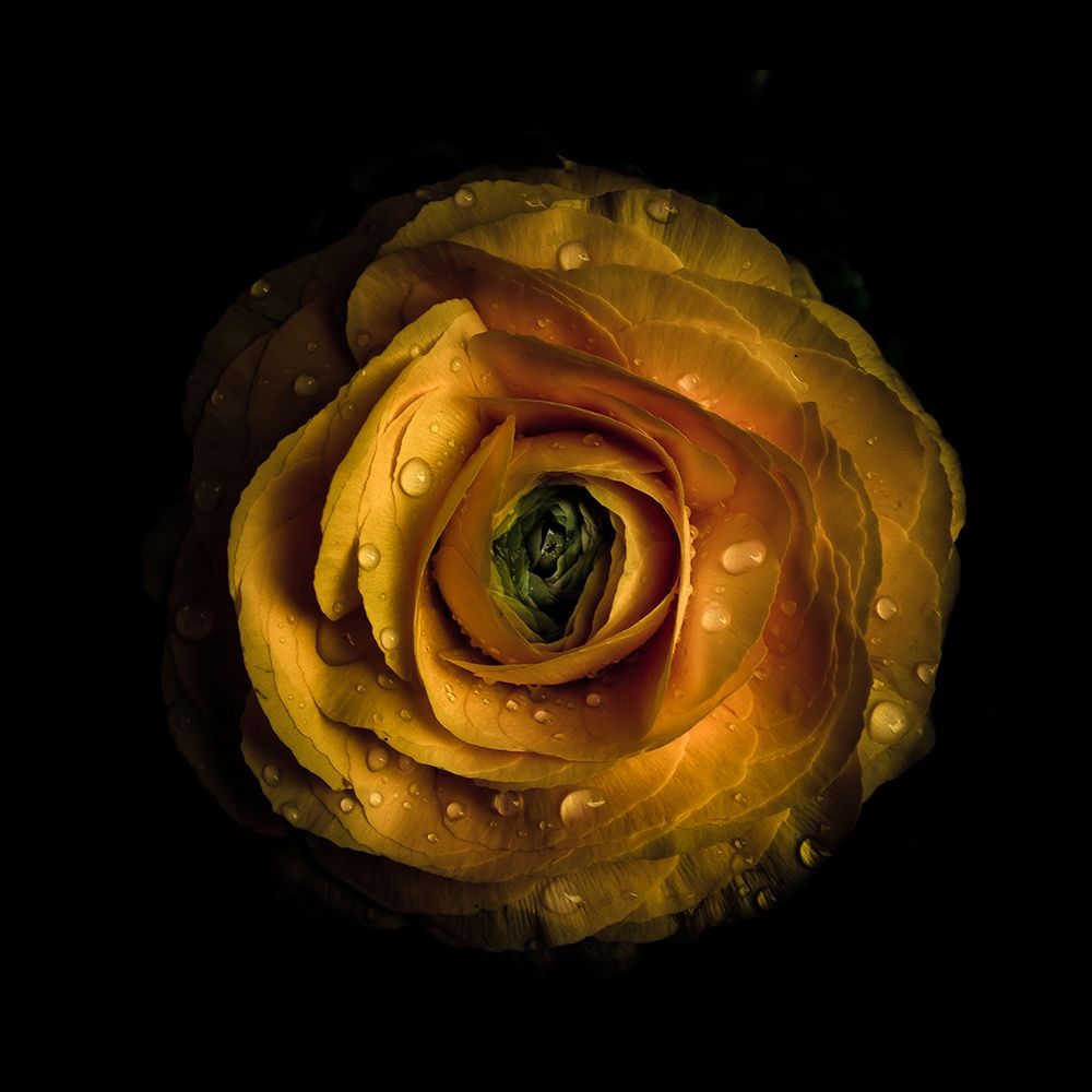 Yellow Begonia II art print by Brian Carson for $57.95 CAD