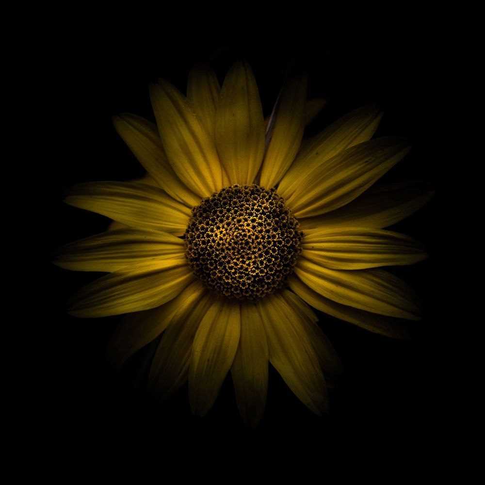 Yellow Daisy I art print by Brian Carson for $57.95 CAD