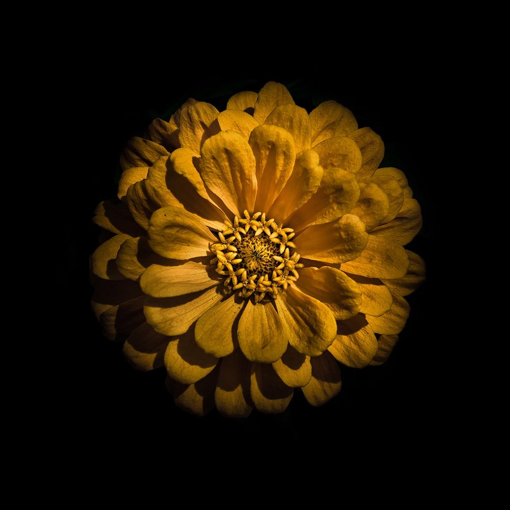 Yellow Zinnia art print by Brian Carson for $57.95 CAD