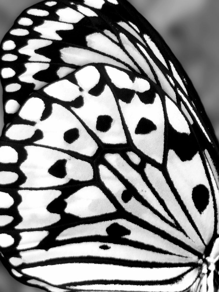 White and Black Wing I art print by Tina Blakely for $57.95 CAD