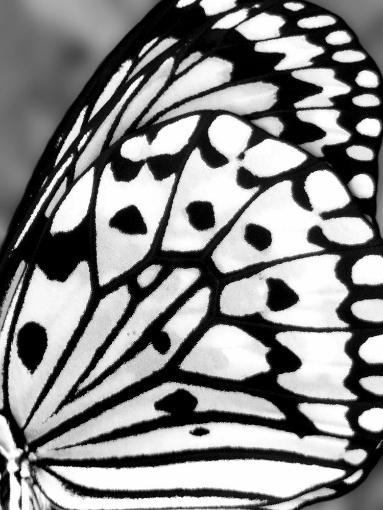 White and Black Wing II art print by Tina Blakely for $57.95 CAD