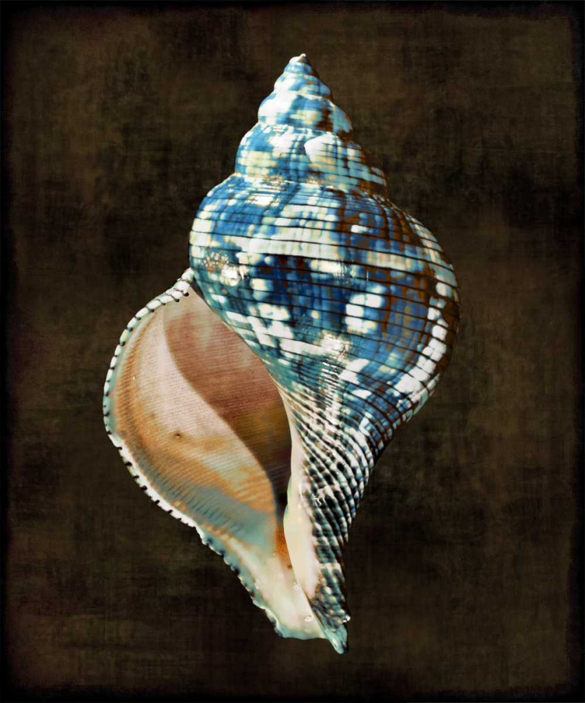 Ocean Treasure III art print by Caroline Kelly for $57.95 CAD
