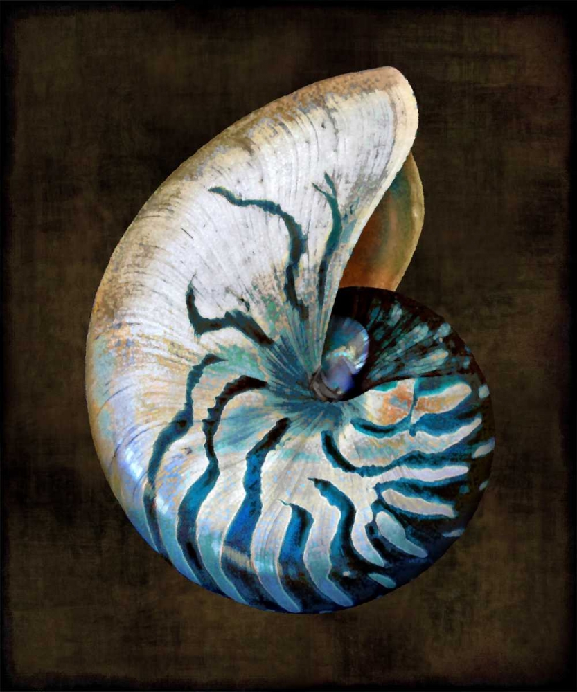 Ocean Treasure IV art print by Caroline Kelly for $57.95 CAD
