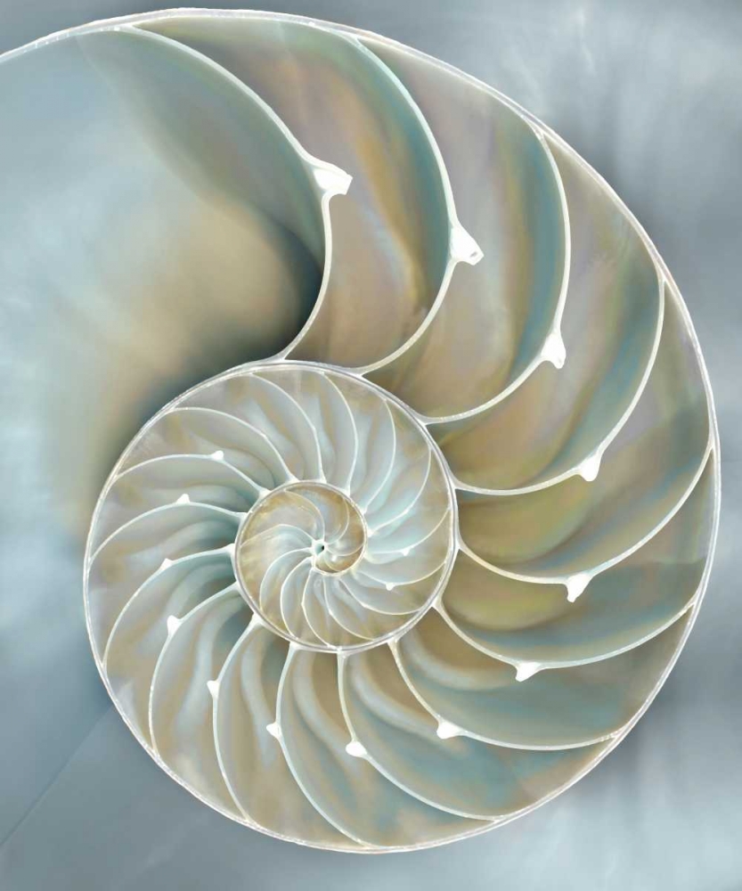 Nautilus in Blue II art print by Caroline Kelly for $57.95 CAD
