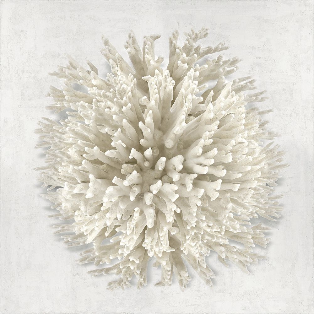 Coral I art print by Caroline Kelly for $57.95 CAD